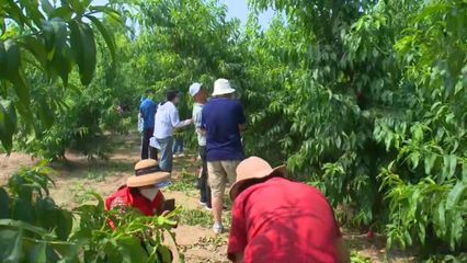 辛集前营乡举办2022年果品推介暨观光采摘活动