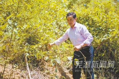 做活“葛”文章 铺就致富路