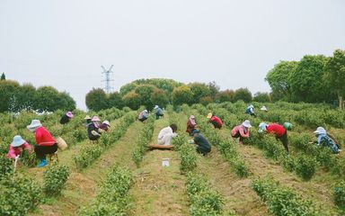 高淳固城:茗鑫经济林果种植家庭农场白茶采摘上市