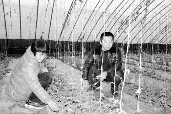 宁阳县:“家庭农场”建进农业科技生态园_社会_大众网