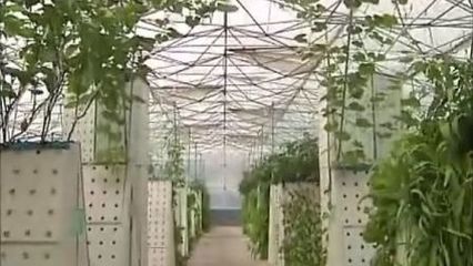 家庭花园
