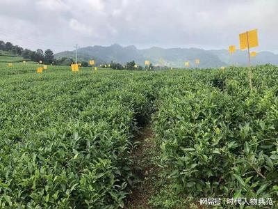 茶香悠悠传千古-福鼎市方家山建明家庭农场董事长雷建明