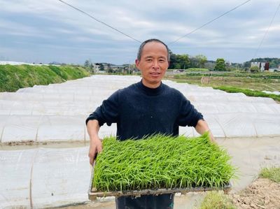 张地埔:机械化种植开拓创业新“稻”路