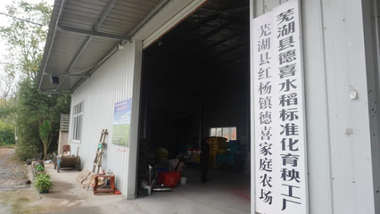 一种两收再生稻 每亩增效200元