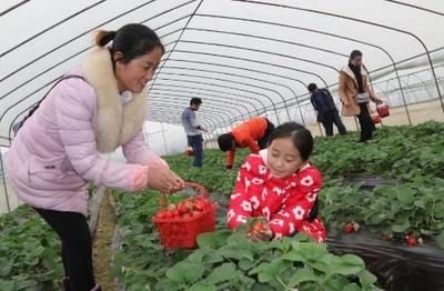 夫妻二人创业搞种植业,发展家庭农场,年收入60万