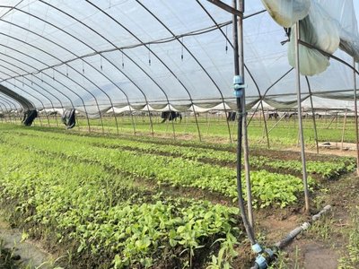 加强节前产地抽检 严把农产品安全关