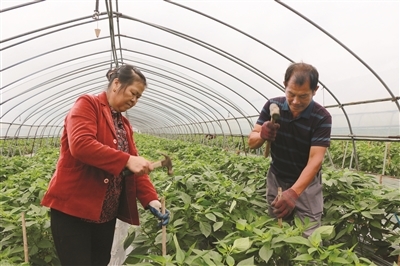 中安在线黄山频道|秋冬蔬菜种植忙