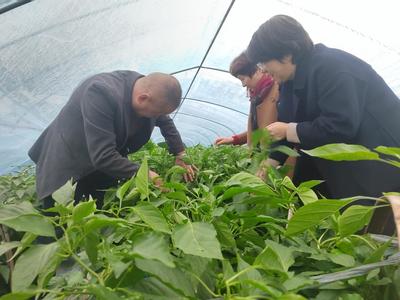 屯溪区:农技人员一线指导 防寒防冻落实到位_中安在线