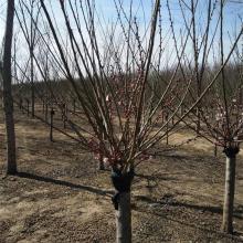 沭阳县华冲镇姜桂周花卉种植家庭农场 供应产品