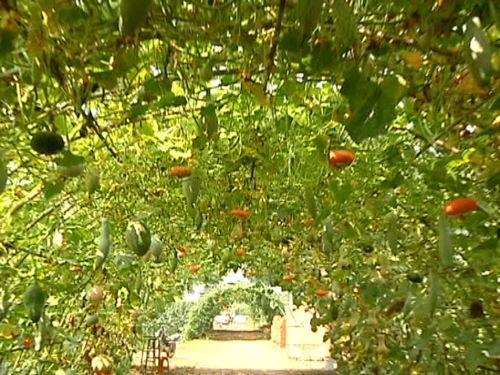 肇源县福兴乡文景家庭农场 抓市场需求 调种植结构 促农民增收