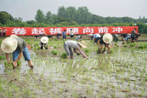请君 稻 此一游 又是一年丰收季