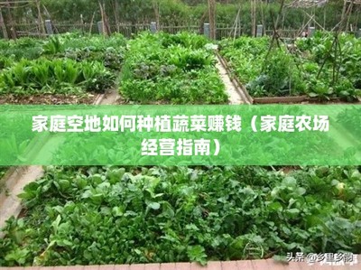 家庭空地如何种植蔬菜赚钱(家庭农场经营指南)