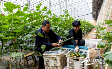 视觉临汾:襄汾众乐家庭农场无公害蔬菜喜获丰收