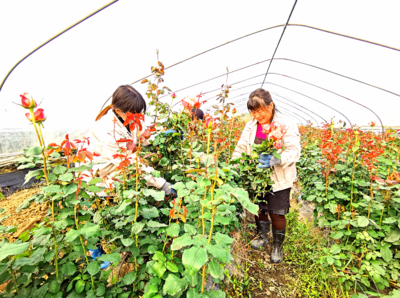 增城花农备足年宵花,迎接花市“黄金档期”!