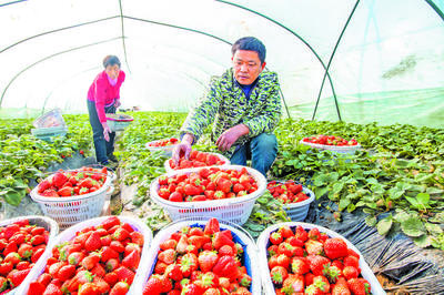 “莓好”经济 富农家