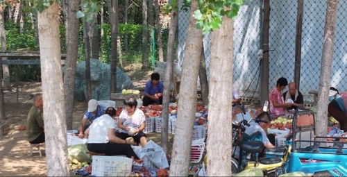 东平县银山镇 家庭农场硕果满枝梨飘香