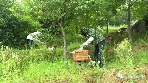 连江丹阳镇 兴起 甜蜜 产业 助推乡村振兴