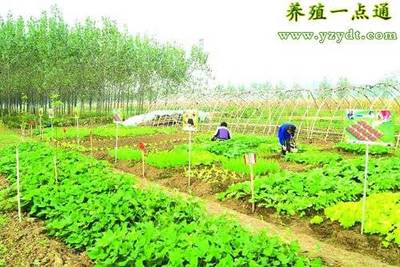 返乡创业致富项目推荐,不试怎么知道自己行不行?