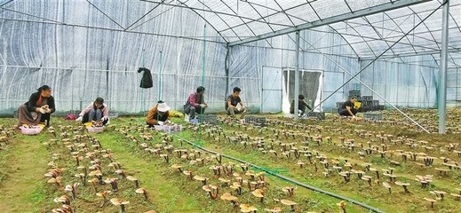 灵芝变身脱贫“灵药”