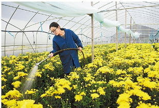 金华大学生自主创业种菊花