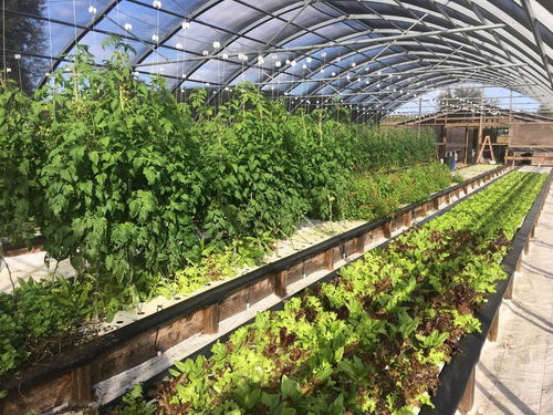 世界鱼菜共生界的大牛ryan的农场 把蔬菜种成艺术品