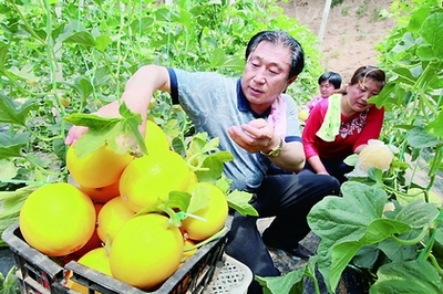 山东阳谷:家庭农场里的香瓜熟了