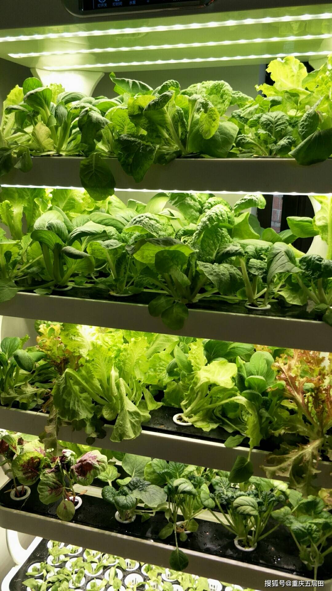 润康园智能植物工厂室内制氧家庭型蔬菜种植机植物净化器
