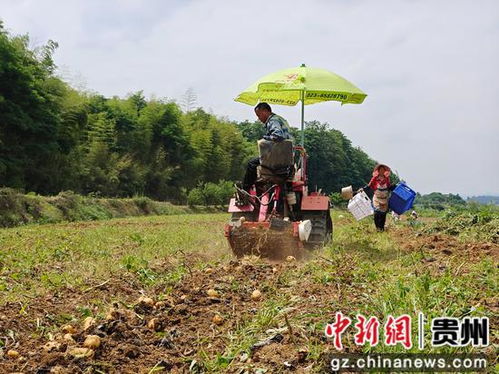清镇市红枫湖镇农业产业联盟种植基地迎来丰收