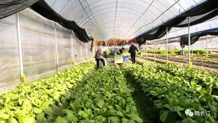 防控行动丨长汀县农业农村局:加强技术指导 保证农产品供应…