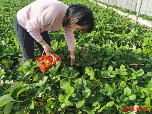家庭农场采摘火,催热乡村游
