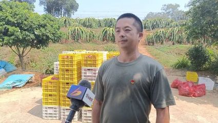 【乡村振兴】东平镇:7000多亩火龙果喜获丰收 铺就“红火”致富路