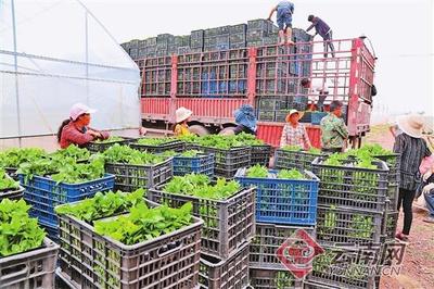 弥渡规模化育苗见成效