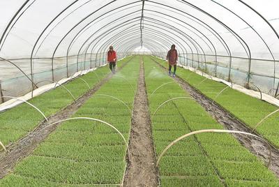 育苗备春种：家庭农场的种植规划与实践