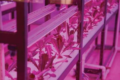 家庭式植物工厂 将农场“搬”回家，打造专属家庭农场