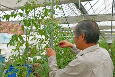 闽清家庭农场培育出“贼不偷”小番茄，颠覆传统种植理念