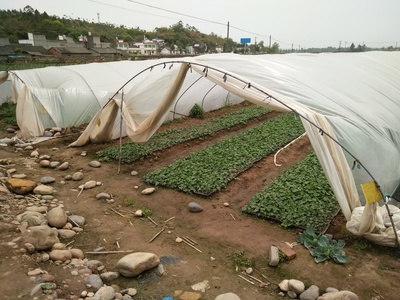 眉山市彭山区茂林种植专业合作社与种植家庭农场的发展与前景