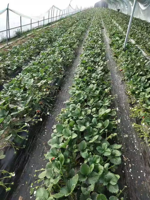 孟里闪耀限定丨 吃出甜美春天 种植家庭农场