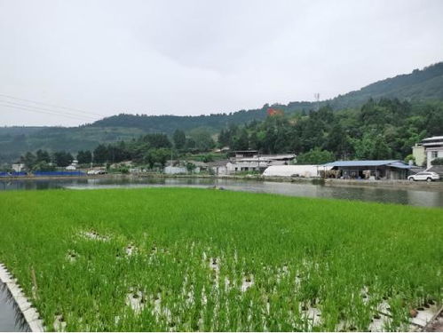 水下养鱼，水上种稻 苍溪县稻渔立体循环种养模式探秘