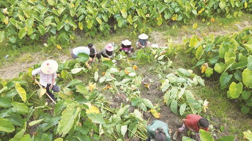 小而精 南通家庭农场创造大收益