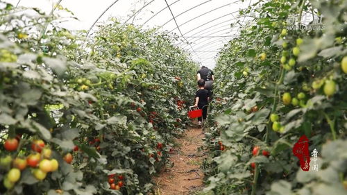 山东临沭 家庭农场喜迎丰收，现代农业助力乡村振兴