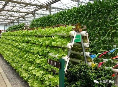 农村生态农业开发 个体家庭农场、企业家庭农场与合作社的区别