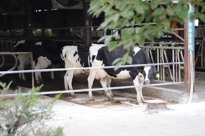 汨罗市委副书记李冯波深入西湖德人牧业小镇调研种植家庭农场发展情况