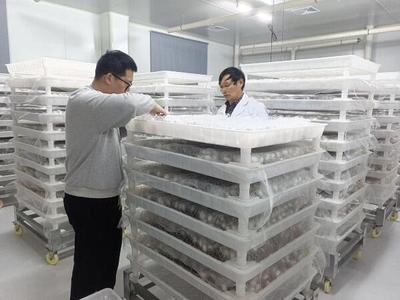 党建引领桑蚕产业 安徽潜山种植家庭农场释放产业新活力