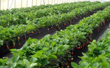 信阳镇源图家庭农场草莓采摘节 体验田园乐趣，共享丰收喜悦